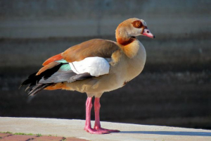 Nilsky gus Nilsky gus